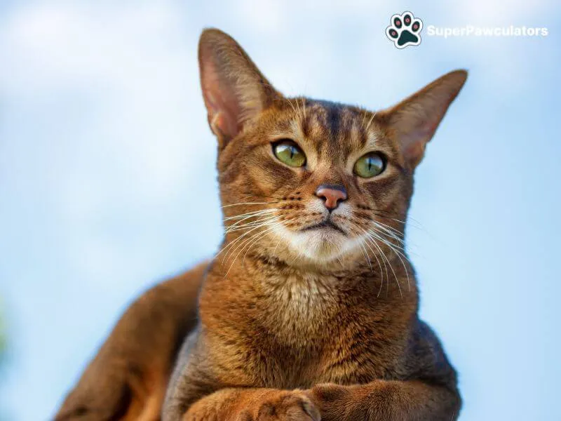 Abyssinian