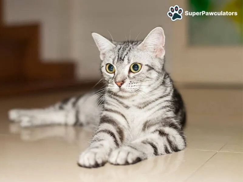 American Shorthair