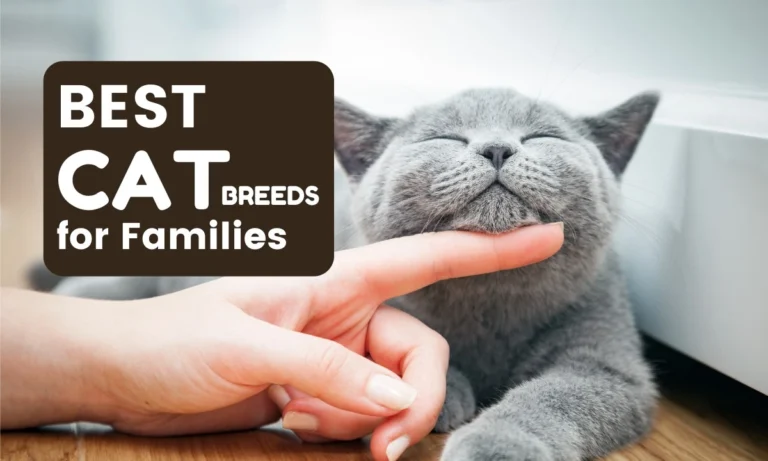 Best Cat Breeds For Families