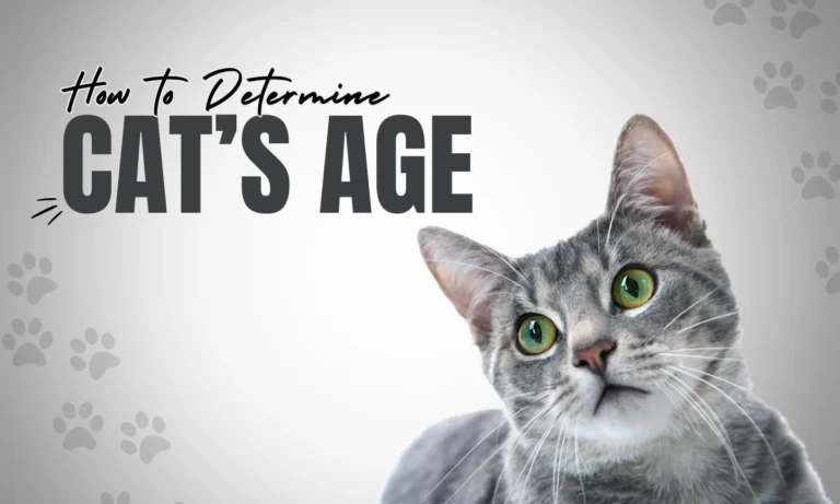 Determine cats age