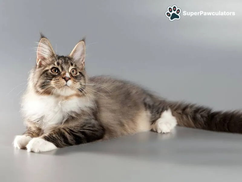 Maine Coon Cat