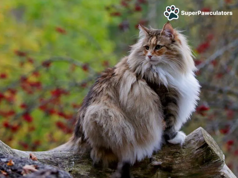 Norwegian Forest Cat