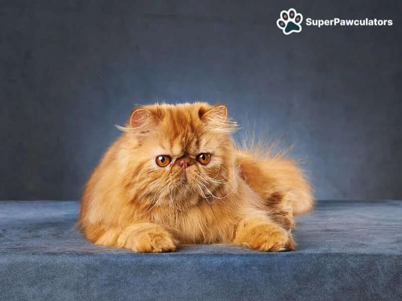 Persian Cat