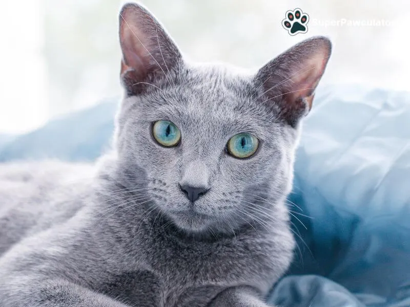 Russian Blue