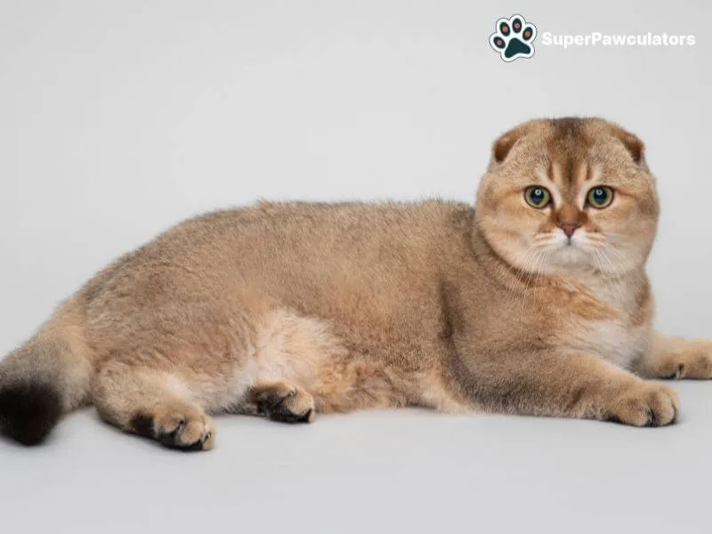 Scottish Fold