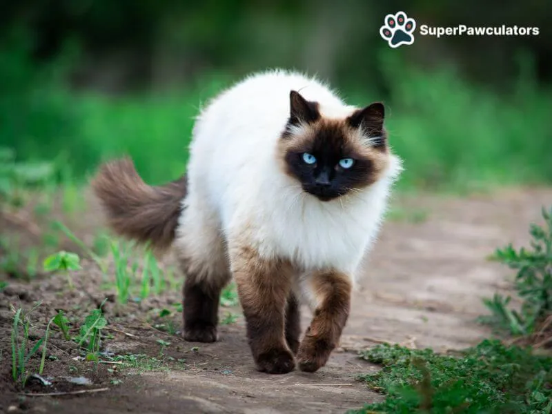 Siamese Cat