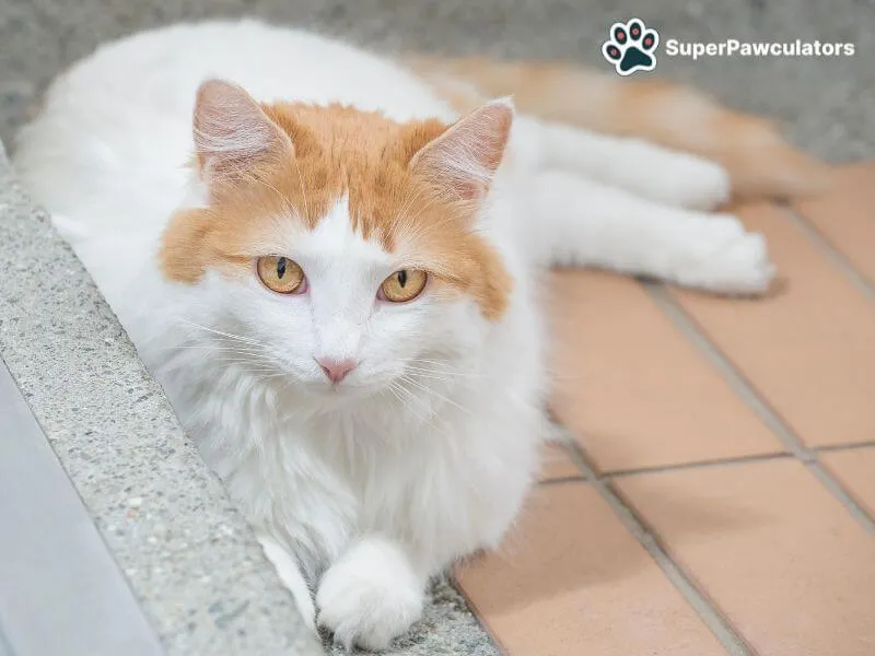 Turkish Van Cat