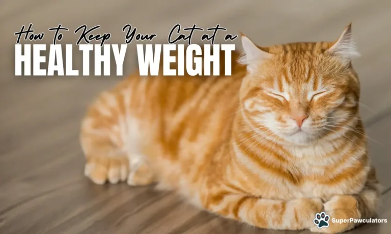 Cat Health Weight Tips and Tricks