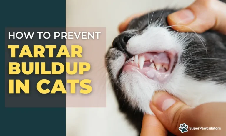 How to Prevent Tartar Buildup in Cats - Cat showing his teeth