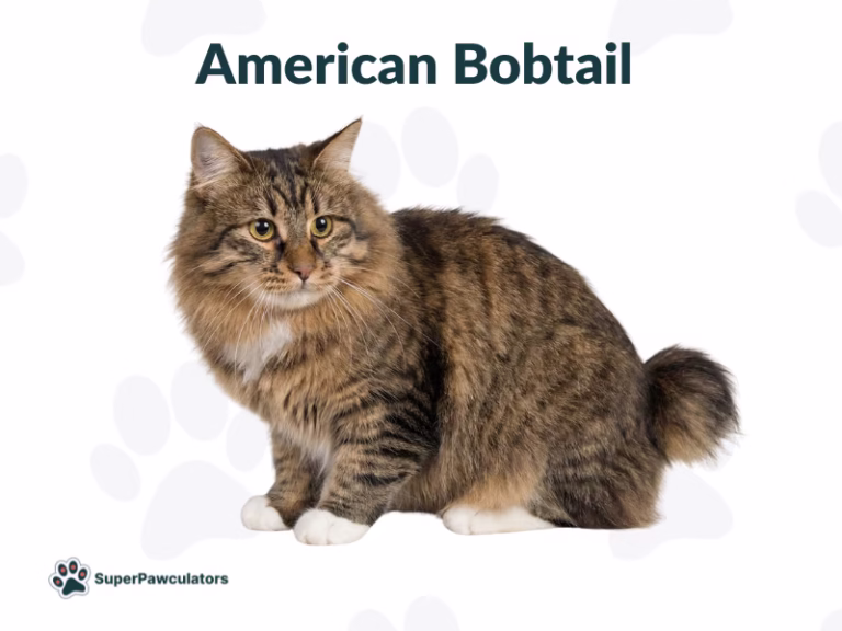 American Bobtail Cat Sitting