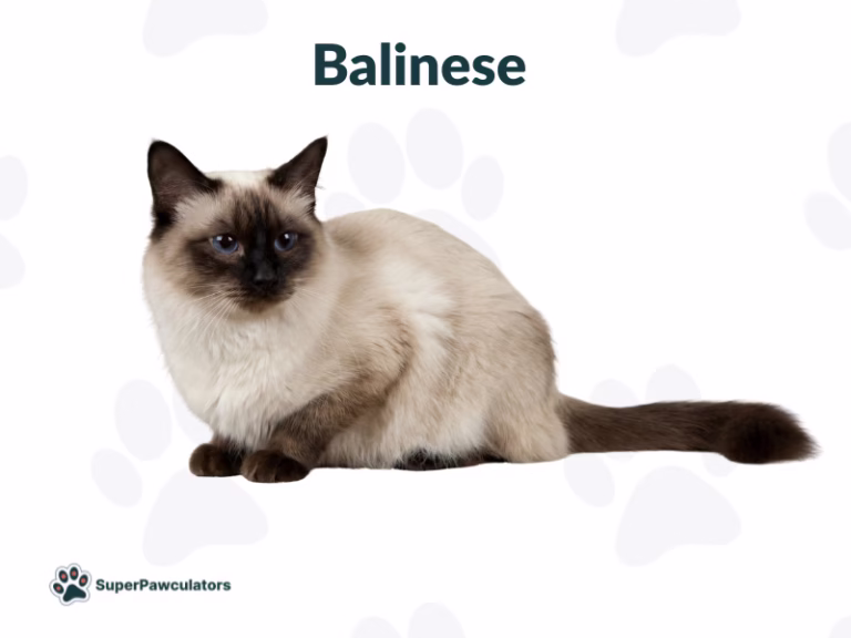 Balinese Cat Sitting