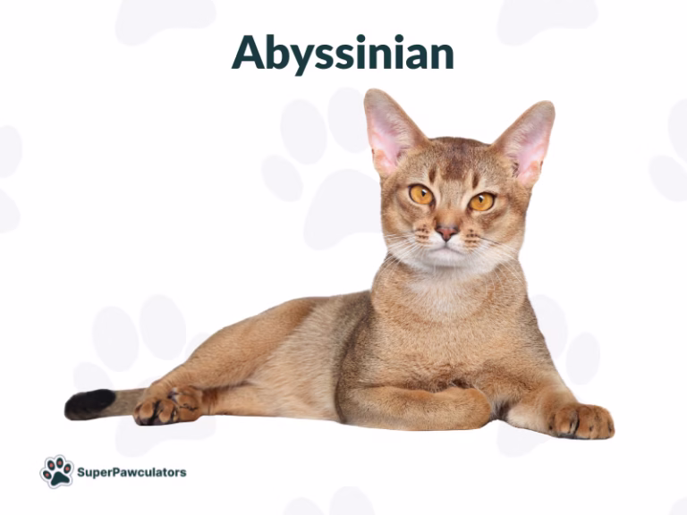Abyssinian Cat Breed