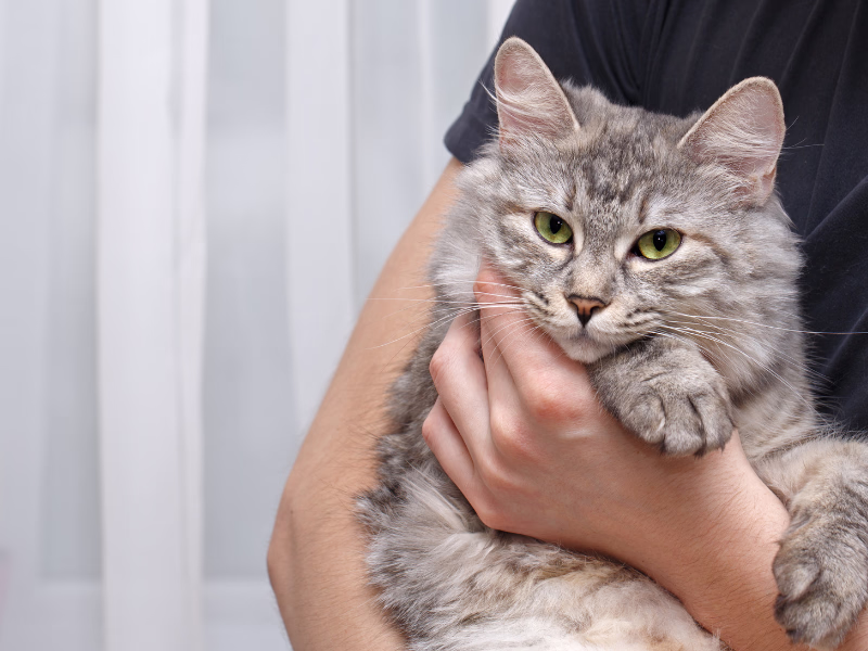 American Bobtail Pose 3